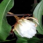 国际人28:全球化背景下的语言学习与应用 feso2