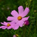 非凡娱乐平台的VIP会员制度与特权 ti3gd65d