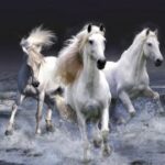 君临国际:文化融合与企业发展的双赢策略 u0nj8