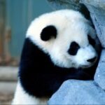 非凡娱乐H5游戏中的精彩活动与奖励机制 w2bki7cbw8