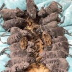 逐梦国际:选择合适的留学项目与专业 x7irb